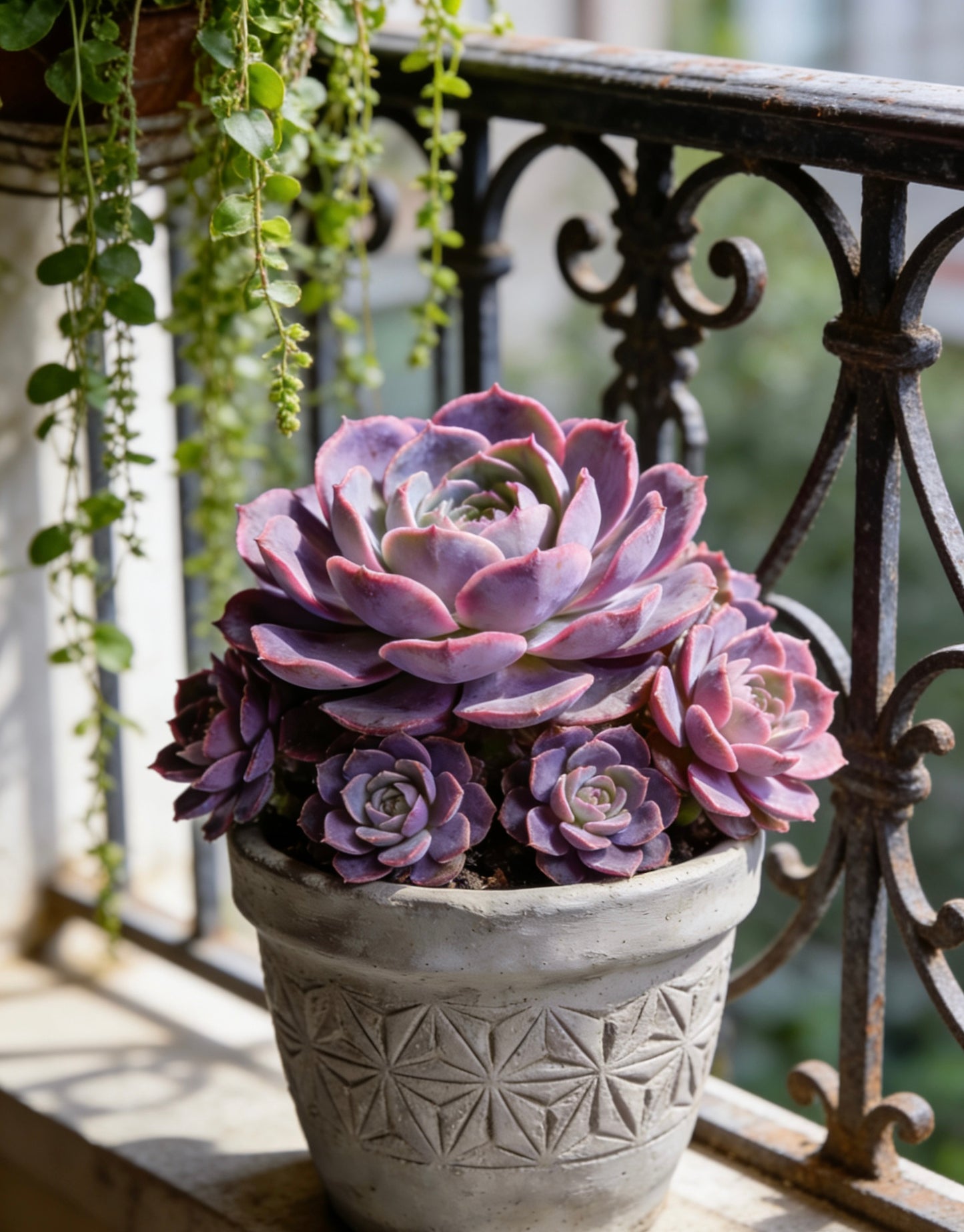 Artisan Carved Geo-Star Concrete Planter – Handcrafted Weather-Resistant Vessel for Premium Succulent & Cactus Display