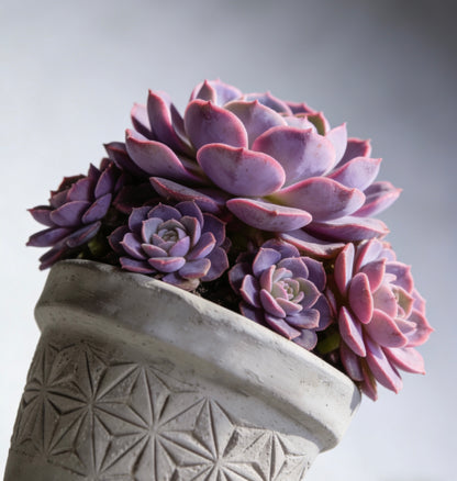 Artisan Carved Geo-Star Concrete Planter – Handcrafted Weather-Resistant Vessel for Premium Succulent & Cactus Display