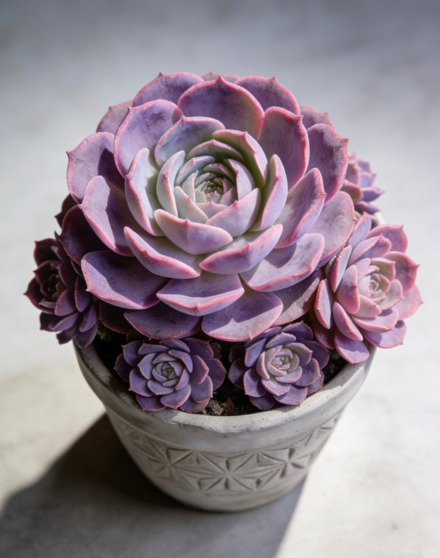 Artisan Carved Geo-Star Concrete Planter – Handcrafted Weather-Resistant Vessel for Premium Succulent & Cactus Display