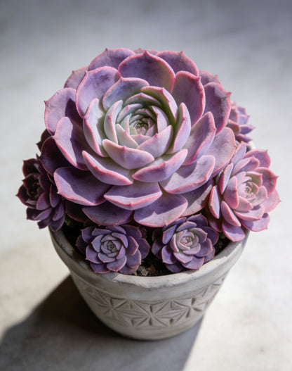 Artisan Carved Geo-Star Concrete Planter – Handcrafted Weather-Resistant Vessel for Premium Succulent & Cactus Display