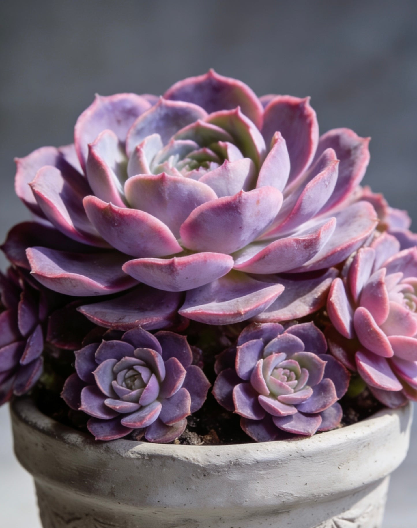 Artisan Carved Geo-Star Concrete Planter – Handcrafted Weather-Resistant Vessel for Premium Succulent & Cactus Display