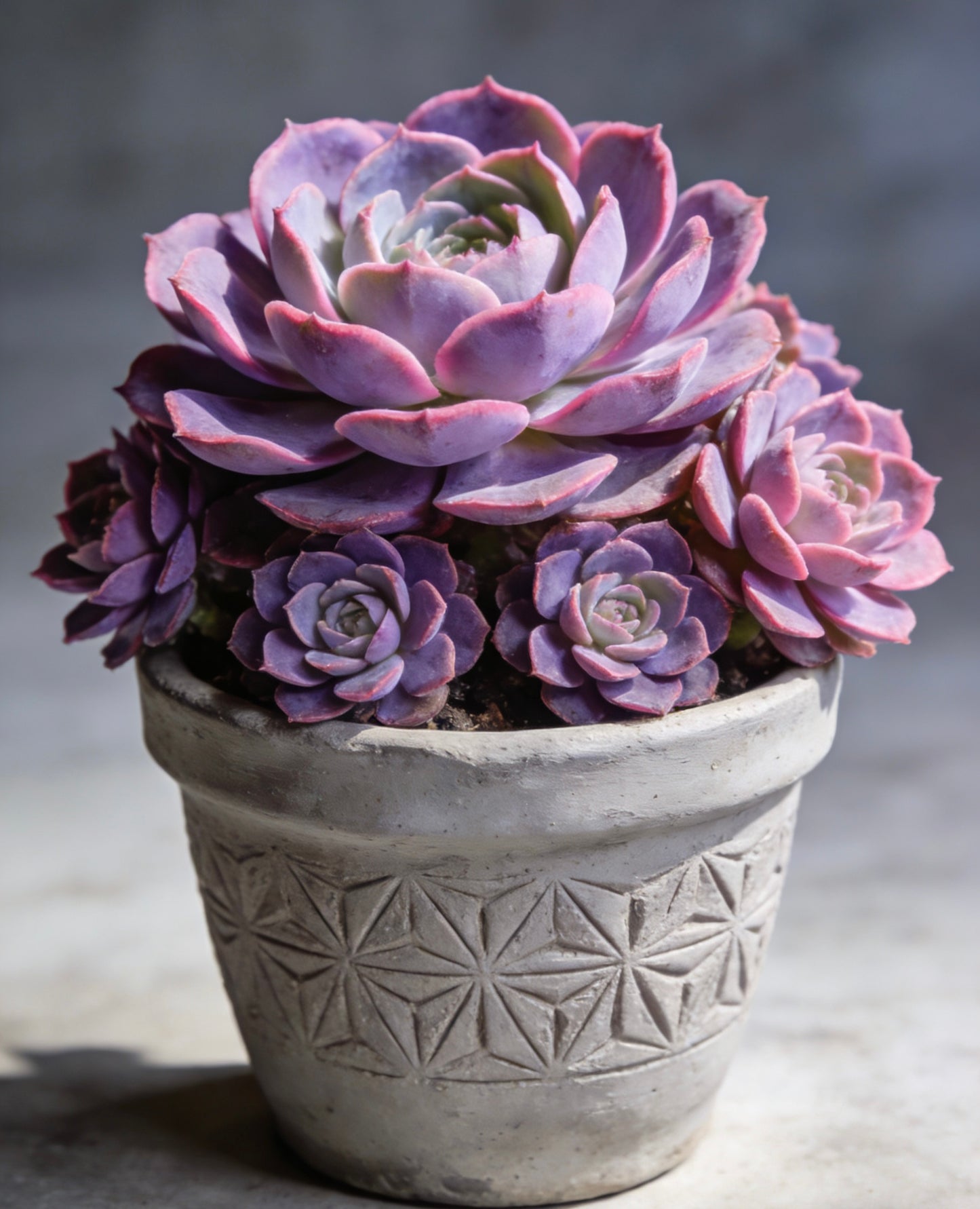 Artisan Carved Geo-Star Concrete Planter – Handcrafted Weather-Resistant Vessel for Premium Succulent & Cactus Display