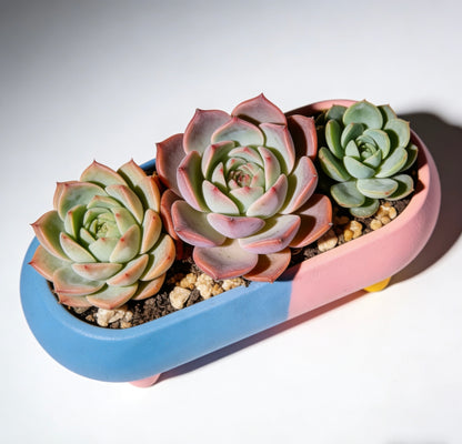 Pastel Fusion Modular Succulent Planter Set: Whimsical Color-Blocked Home for Your Botanicals